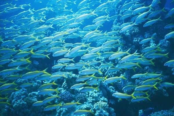Yellow Goatfish, Mulloidichthys Martinicus, in the Red Sea, Hurgada, Egypt