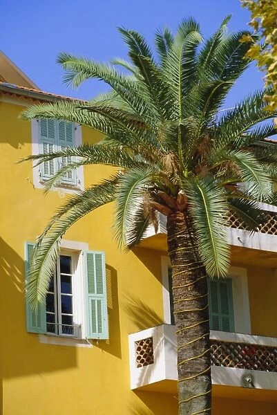 Yellow house and palm tree, Villefranche sur Mer, Cote d Azur, Provence