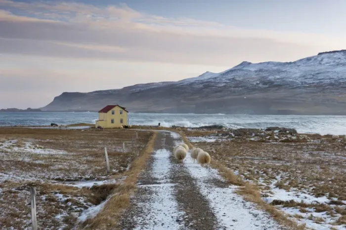 Framed Print : Yellow house and sheep at Os near Bakkagerdi in Borgarfjordur Eystri fjord