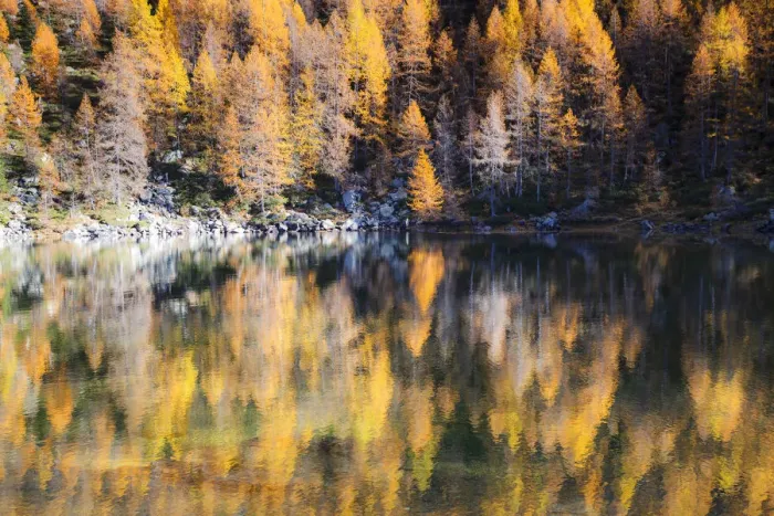 Framed Print : Yellow larches reflected in the water of the lake, Azzurro Lake, Valchiavenna, Valtellina Framed Print : Yellow larches reflected in the water of the lake, Azzurro Lake, Valchiavenna, Valtellina