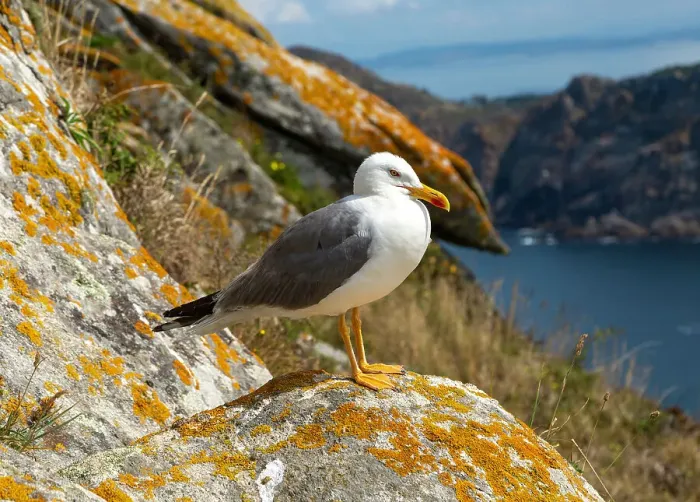 Framed Print : Yellow-legged gull (Larus Michahellis), Atlantic Islands Galicia Maritime Terrestrial National Park, Galicia, Spain, Europe Framed Print : Yellow-legged gull (Larus Michahellis), Atlantic Islands Galicia Maritime Terrestrial National Park, Galicia, Spain, Europe