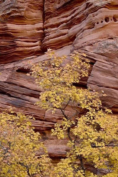 Yellow maple against a red rock canyon wall in the fall, Zion National Park