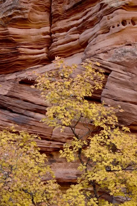 Framed Print : Yellow maple against a red rock canyon wall in the fall, Zion National Park Framed Print : Yellow maple against a red rock canyon wall in the fall, Zion National Park