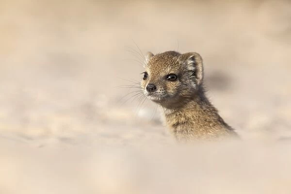 Yellow mongoose baby (Cynictis penicillata), Kgalagadi Transfrontier Park, Northern Cape, South Africa, Africa