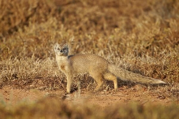 Yellow mongoose (Cynictis penicillata), Addo Elephant National Park, South Africa, Africa