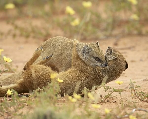 Two yellow mongoose (Cynictis penicillata) fighting