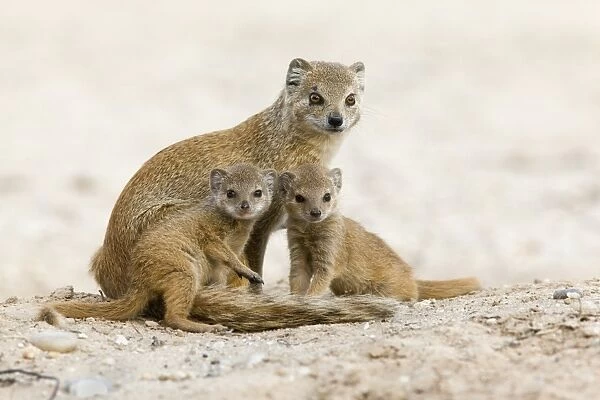 Yellow mongoose (Cynictis penicillata) with young, Kgalagadi Transfrontier Park, South Africa, Africa