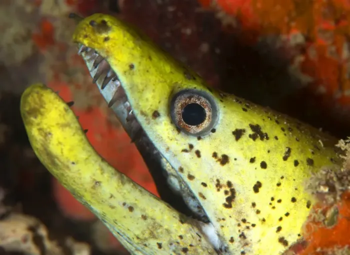 Framed Print : The yellow moray eel (Gymnothorax melatremus) living in an artificial reef under an oil rig near Mabul Island, Celebes Sea, Sabah, Malaysia, Southeast Asia, Asia Framed Print : The yellow moray eel (Gymnothorax melatremus) living in an artificial reef under an oil rig near Mabul Island, Celebes Sea, Sabah, Malaysia, Southeast Asia, Asia