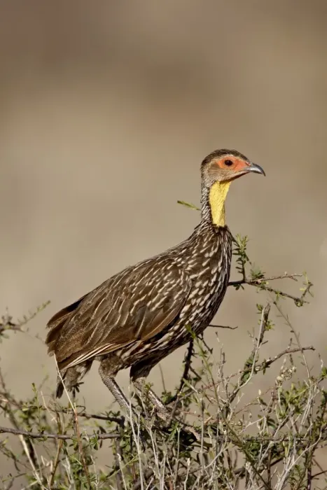 Framed Print : Yellow-necked spurfowl (Yellow-necked francolin) (Francolinus leucoscepus) Framed Print : Yellow-necked spurfowl (Yellow-necked francolin) (Francolinus leucoscepus)