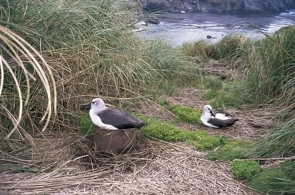 Yellow-nosed albatross