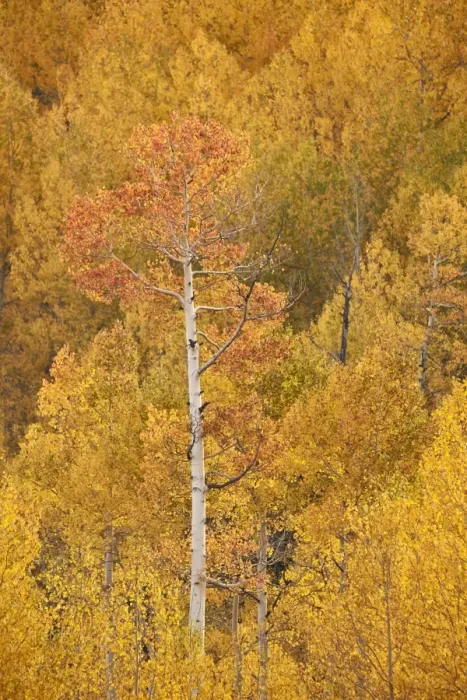 Framed Print : Yellow and orange aspen in the fall, Uncompahgre National Forest, Colorado, United Framed Print : Yellow and orange aspen in the fall, Uncompahgre National Forest, Colorado, United