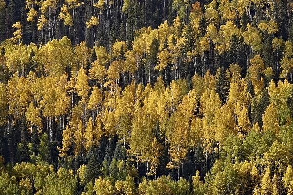 Yellow and orange aspens among evergreens in the fall, Uncompahgre National Forest, Colorado, United States of America, North America