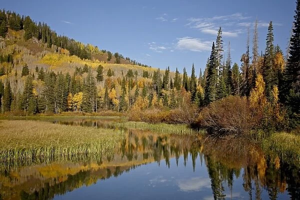 Yellow and orange aspens reflected in Sliver Lake in the fall, Wasatch-Cache National Forest