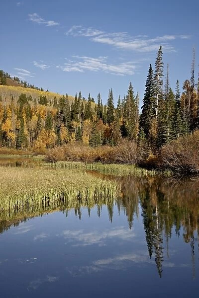 Yellow and orange aspens reflected in Sliver Lake in the fall, Wasatch-Cache National Forest, Utah, United States of America, North America
