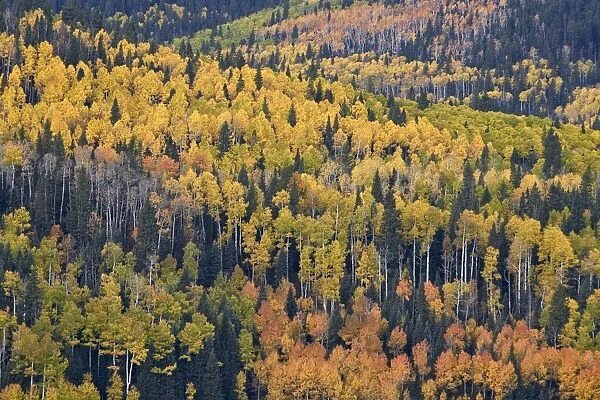 Yellow and orange hillside of aspen in the fall, Uncompahgre National Forest, Colorado