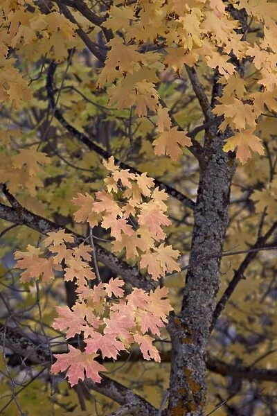 Yellow, orange, and red leaves on a big tooth maple (Acer grandidentatum) in the fall, Zion National Park, Utah, United States of America, North America
