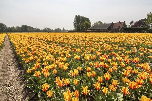 The yellow and orange tulips colour the landscape in spring, Keukenhof Park, Lisse