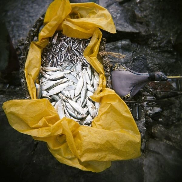 Yellow plastic bag full of fresh fish on back of bicycle, Stone Town, Zanzibar