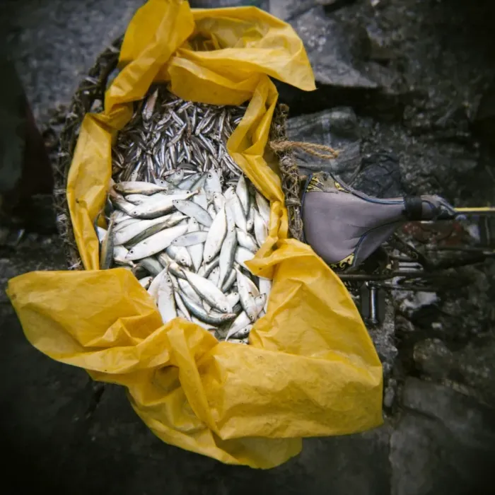 Framed Print : Yellow plastic bag full of fresh fish on back of bicycle, Stone Town, Zanzibar Framed Print : Yellow plastic bag full of fresh fish on back of bicycle, Stone Town, Zanzibar