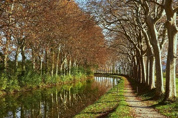 Yellow and red leaves in autumn along the Canal du Midi, UNESCO World Heritage Site