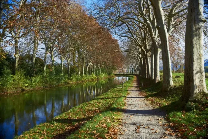 Framed Print : Yellow and red leaves in autumn along the Canal du Midi, UNESCO World Heritage Site Framed Print : Yellow and red leaves in autumn along the Canal du Midi, UNESCO World Heritage Site