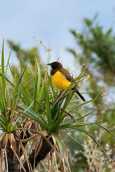 Yellow-rumped Marshbird (Pseudoleistes guirahuro) sitting on branch, Serra da Canastra National Park, Minas Gerais, Brazil, South America
