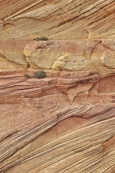 Yellow and salmon sandstone forms, Coyote Buttes Wilderness, Vermillion Cliffs National Monument, Arizona, United States of America, North America