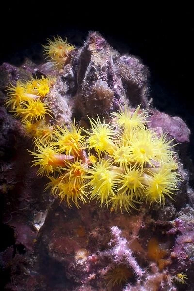 Yellow (Tubastrea faulkneri) coral polyps, Southern Thailand, Andaman Sea, Indian Ocean, Asia