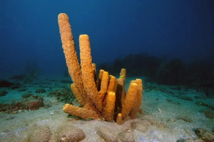 Framed Print : Yellow tube sponge (Aplysina fistularis), Dominica, West Indies, Caribbean, Central America Framed Print : Yellow tube sponge (Aplysina fistularis), Dominica, West Indies, Caribbean, Central America