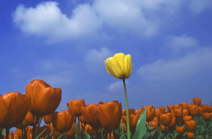 Framed Print : Yellow tulip amongst a sea of red tulips Framed Print : Yellow tulip amongst a sea of red tulips