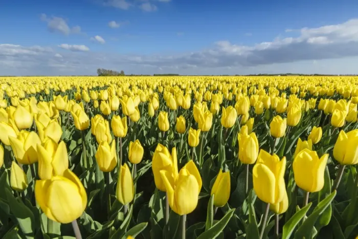 Framed Print : Yellow tulips in a field, Yersekendam, Zeeland province, Netherlands, Europe Framed Print : Yellow tulips in a field, Yersekendam, Zeeland province, Netherlands, Europe