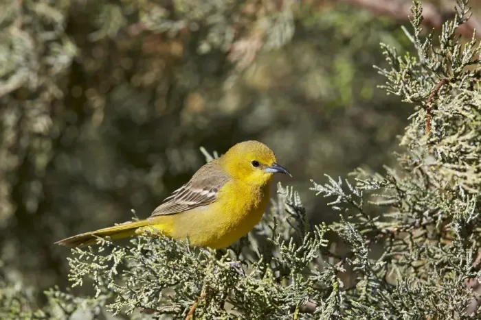 Framed Print : Yellow warbler (Dendroica petechia), female, Chiricahuas, Coronado National Forest, Arizona, United States of America, North America