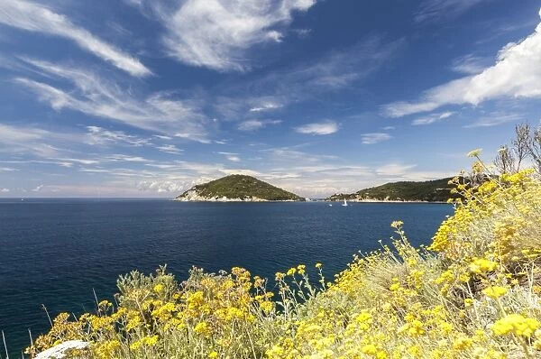 Yellow wild flowers, Gulf of Procchio, Marciana, Elba Island, Livorno Province, Tuscany