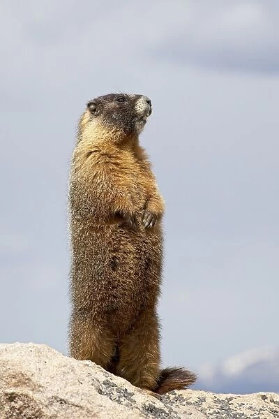 Yellowbelly marmot (Marmota flaviventris) standing, Mount Evans, Colorado