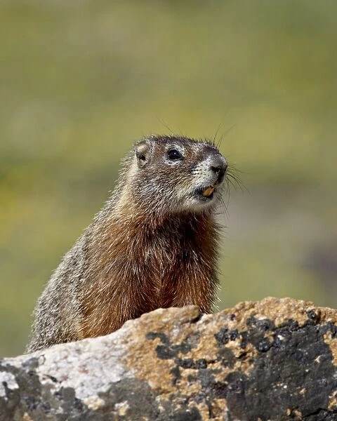 Yellowbelly marmot (Yellow-bellied marmot) (Marmota flaviventris), Shoshone National Forest