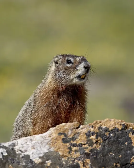 Framed Print : Yellowbelly marmot (Yellow-bellied marmot) (Marmota flaviventris), Shoshone National Forest Framed Print : Yellowbelly marmot (Yellow-bellied marmot) (Marmota flaviventris), Shoshone National Forest