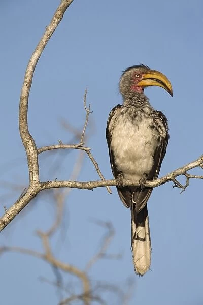 Yellowbilled hornbill (Tockus leucomelas)