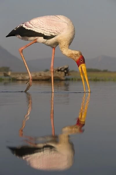 Yellowbilled stork (Mycteria ibis), Zimanga private game reserve, KwaZulu-Natal, South Africa