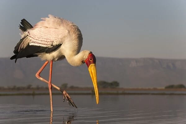 Yellowbilled stork (Mycteria ibis), Zimanga private game reserve, KwaZulu-Natal, South Africa