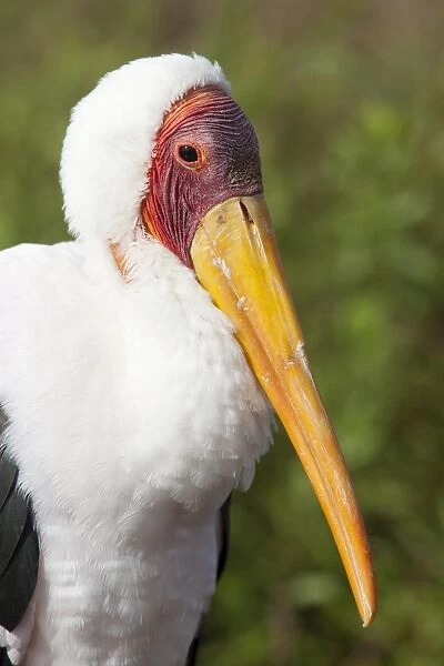 Yellowbilled stork (Mycteria ibis), Kruger National Park, South Africa, Africa