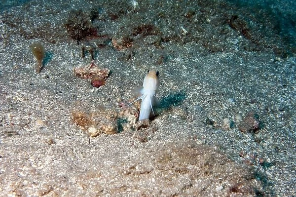 Yellowhead jawfish (Opistognathus aurifrons), Dominica, West Indies, Caribbean, Central America