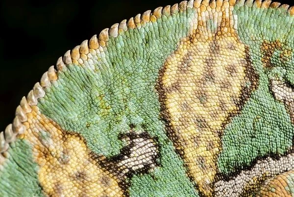 Yemen Chameleon (Chameleon Calyptratus), captive, Yemen, Middle East