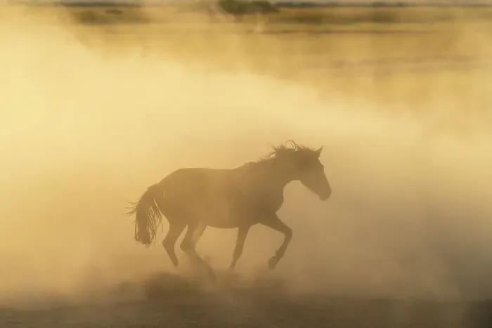 Framed Print : Yilki horse running in dust at sunset, Hacilar, Kayseri, Cappadocia, Anatolia, Turkey, Asia Minor, Asia Framed Print : Yilki horse running in dust at sunset, Hacilar, Kayseri, Cappadocia, Anatolia, Turkey, Asia Minor, Asia