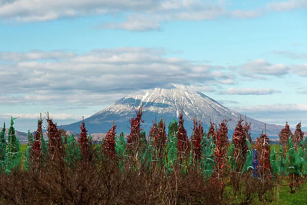 Yotei-zan (Mount Yotei) Volcano of Hokkaido, agricultural scenery in front of the summit, Hokkaido, Japan, Asia