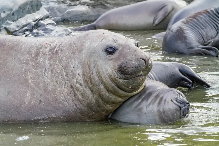 Framed Print : Young adult bull southern elephant seal (Mirounga leonina) holding young pup's head underwater trying to kill it, South Georgia Island, Southern Ocean Framed Print : Young adult bull southern elephant seal (Mirounga leonina) holding young pup's head underwater trying to kill it, South Georgia Island, Southern Ocean