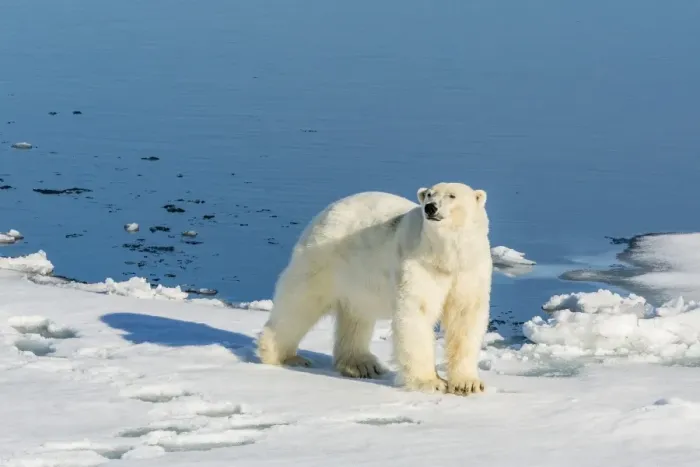Framed Print : Young adult polar bear (Ursus maritimus) on ice in Hinlopen Strait, Svalbard, Norway, Scandinaiva, Europe Framed Print : Young adult polar bear (Ursus maritimus) on ice in Hinlopen Strait, Svalbard, Norway, Scandinaiva, Europe