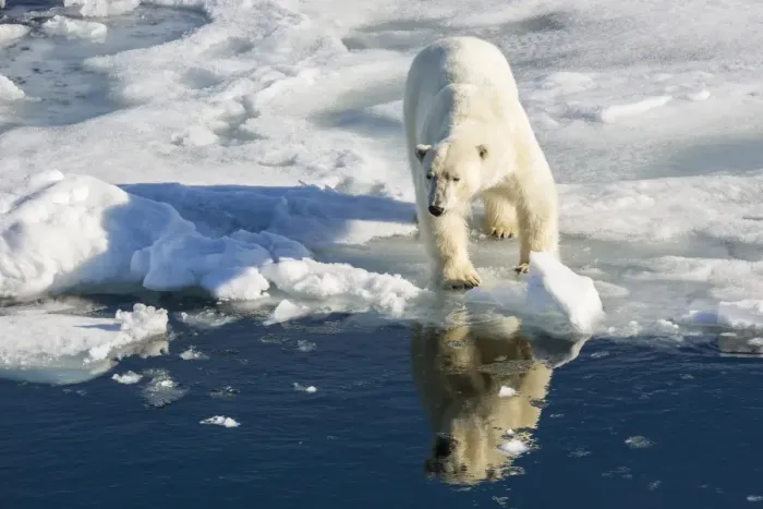 Framed Print : Young adult polar bear (Ursus maritimus) on ice in Hinlopen Strait, Svalbard, Norway, Scandinaiva, Europe Framed Print : Young adult polar bear (Ursus maritimus) on ice in Hinlopen Strait, Svalbard, Norway, Scandinaiva, Europe