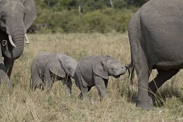 Two young African Elephant (Loxodonta africana), Masai Mara National Reserve