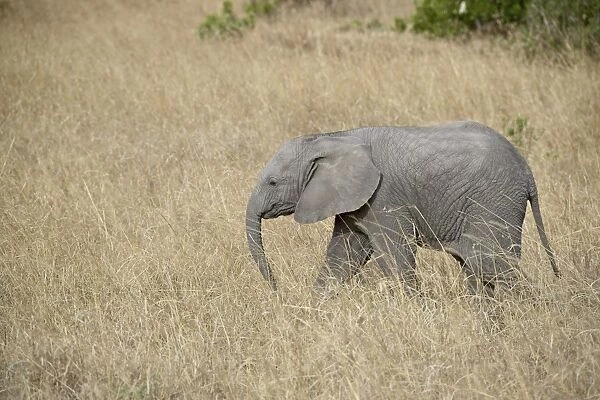 Young African elephant (Loxodonta africana), Masai Mara National Reserve