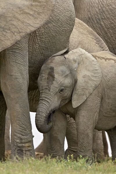 Young African elephant (Loxodonta africana), Addo Elephant National Park